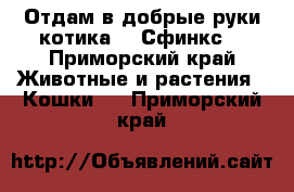 Отдам в добрые руки котика!!! Сфинкс! - Приморский край Животные и растения » Кошки   . Приморский край